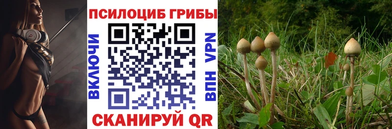 дарк нет наркотические препараты Петровск Галлюциногенные грибы MAGIC MUSHROOMS